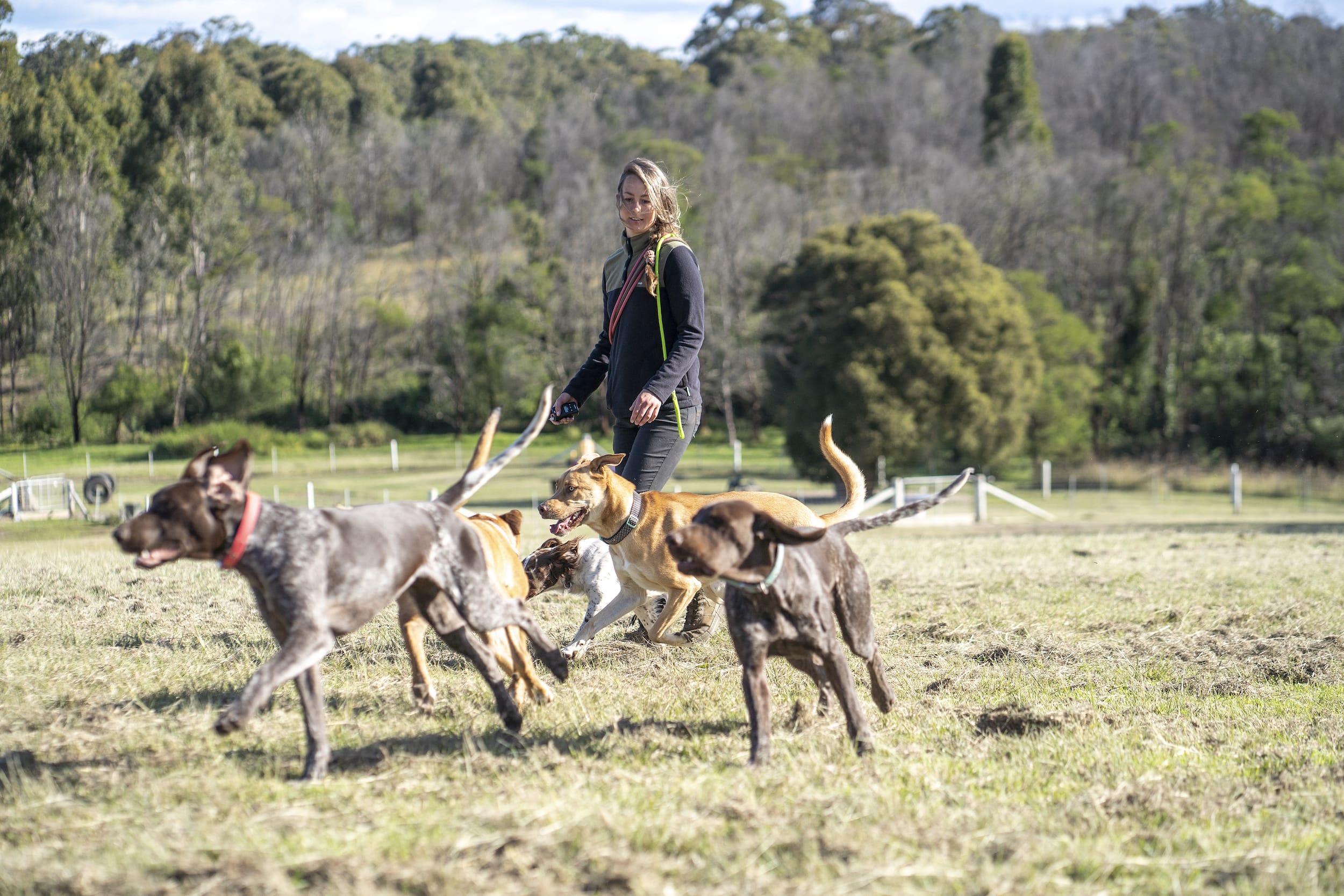 Paradise Pet Parks: Dogs having a training session in a board and train program