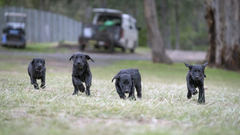Paradise Pet Park - puppy training