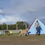 Paradise Pet Parks - dogs playing with trainer in specialized group dog training