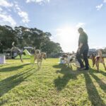 Paradise Pet Parks - Dogs Playing in sun for dog training specialised class