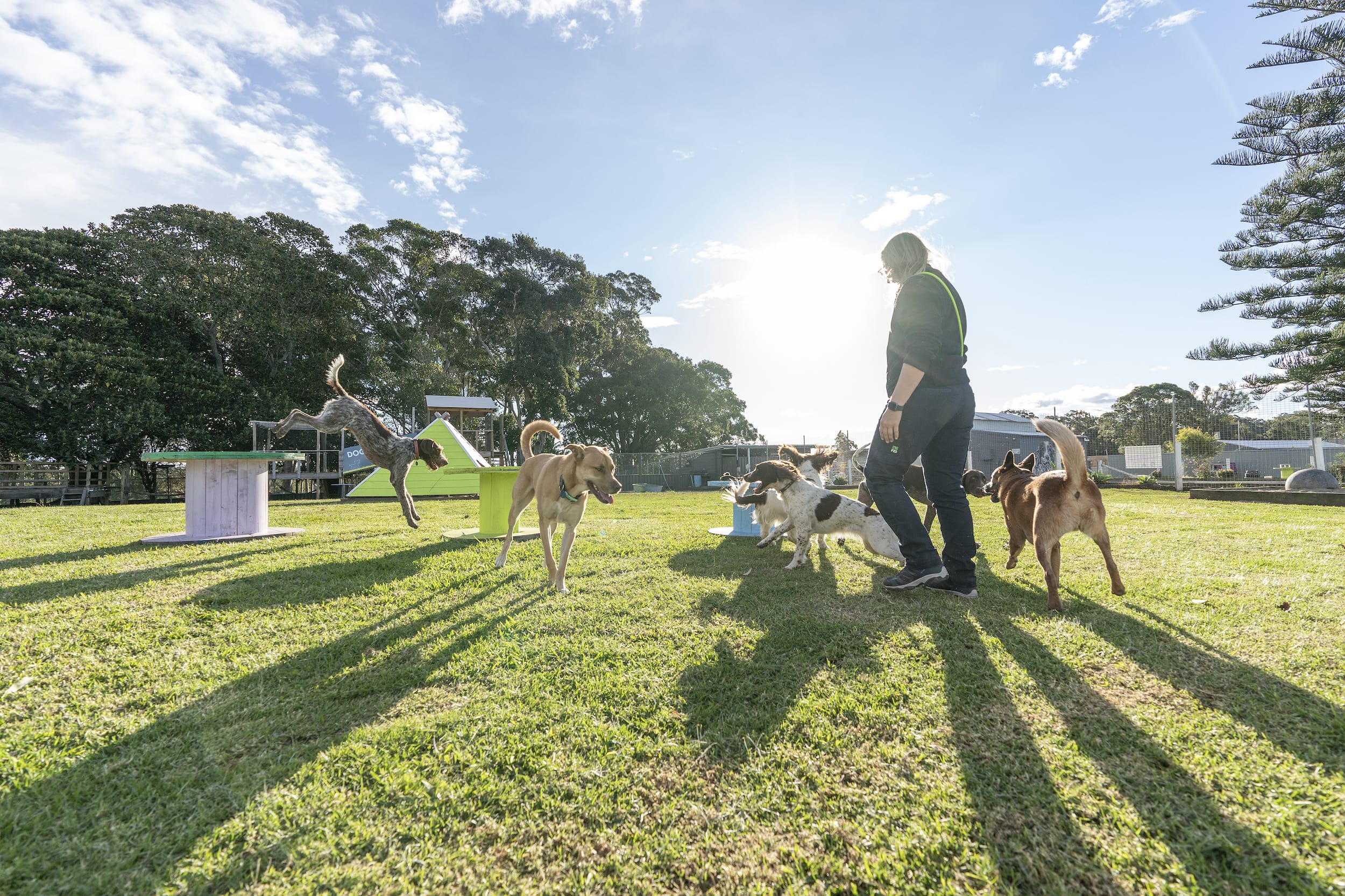 Paradise Pet Parks - Dogs Playing in sun for dog training specialised class