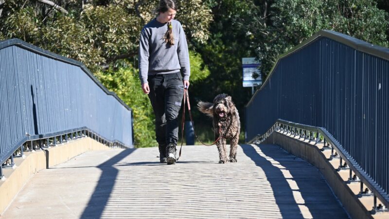 Paradise Pet Parks: Professional dog trainer in Nowra in a loose leash walking session