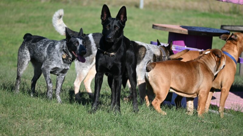 Paradise Pet Parks: Dogs standing on field at dog boarding Nowra