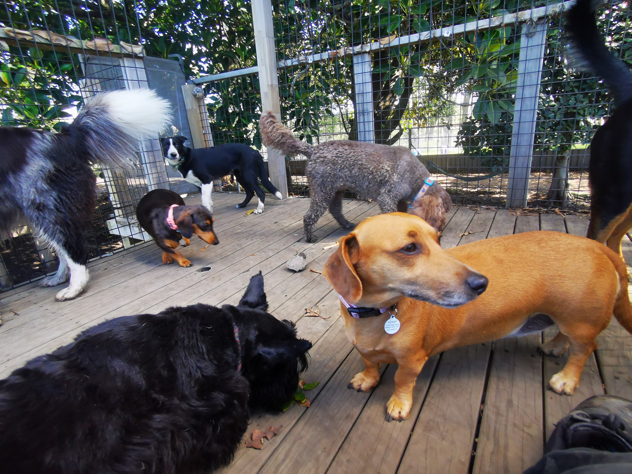 Paradise Pet Parks: Dog boarding with well-insulated indoor kennels, playtime, and exercise in a safe and enjoyable dog environment