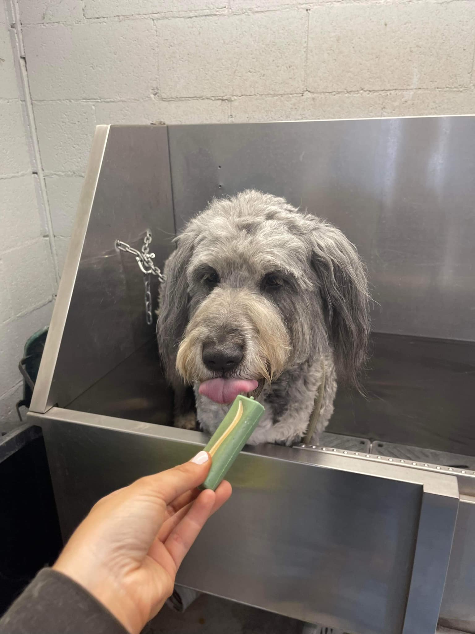 dog spa day treats