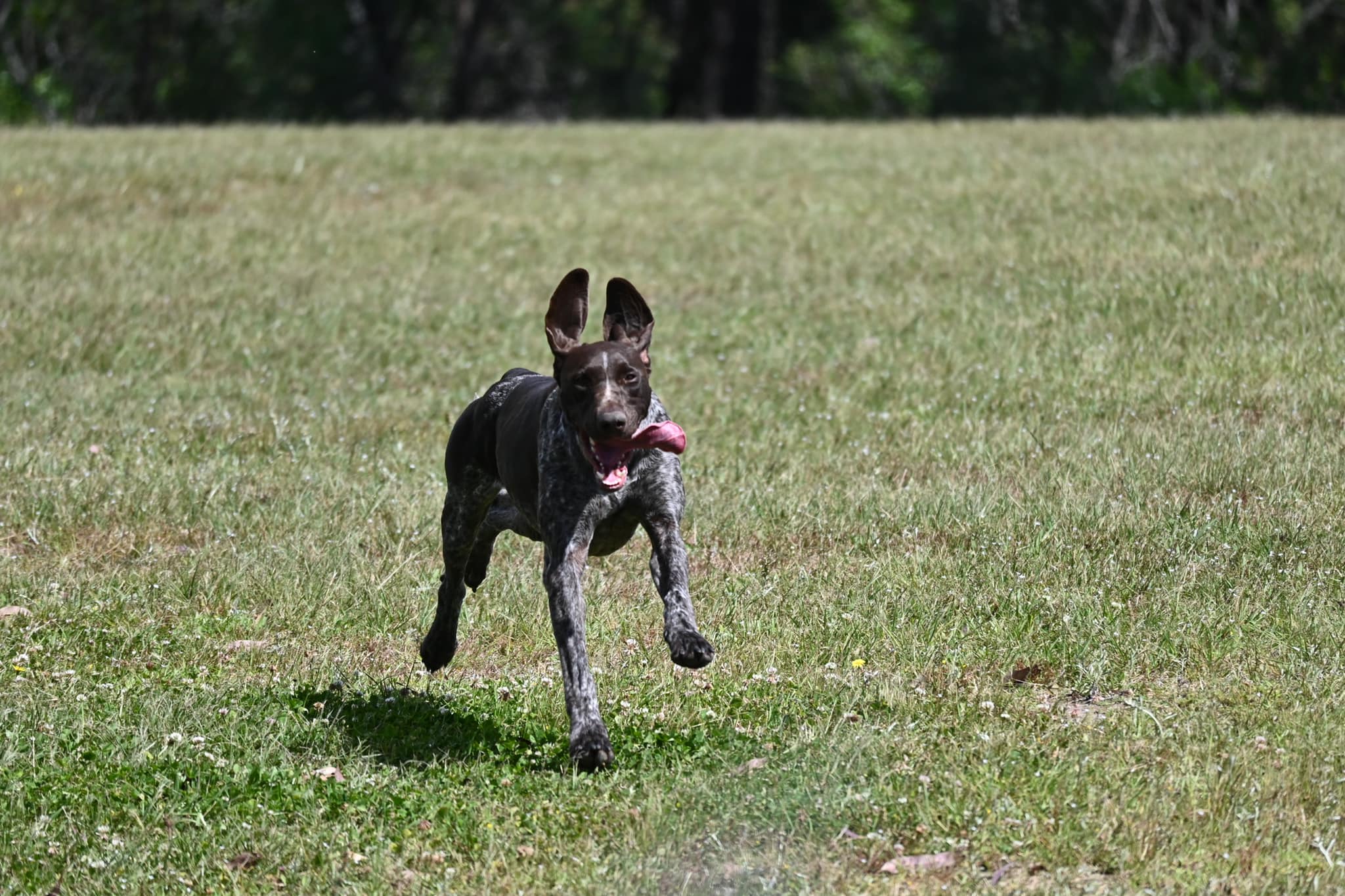 Paradise Pet Parks Dog Tongue out running