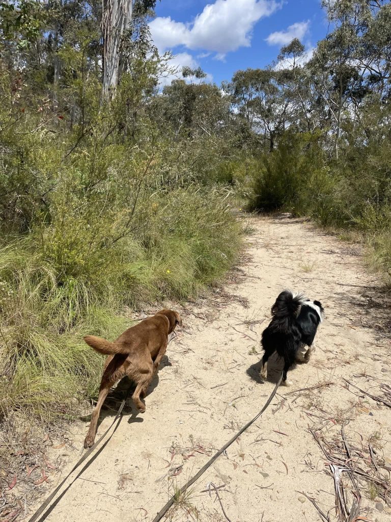 Paradise Pet Parks: dogs on an adventure