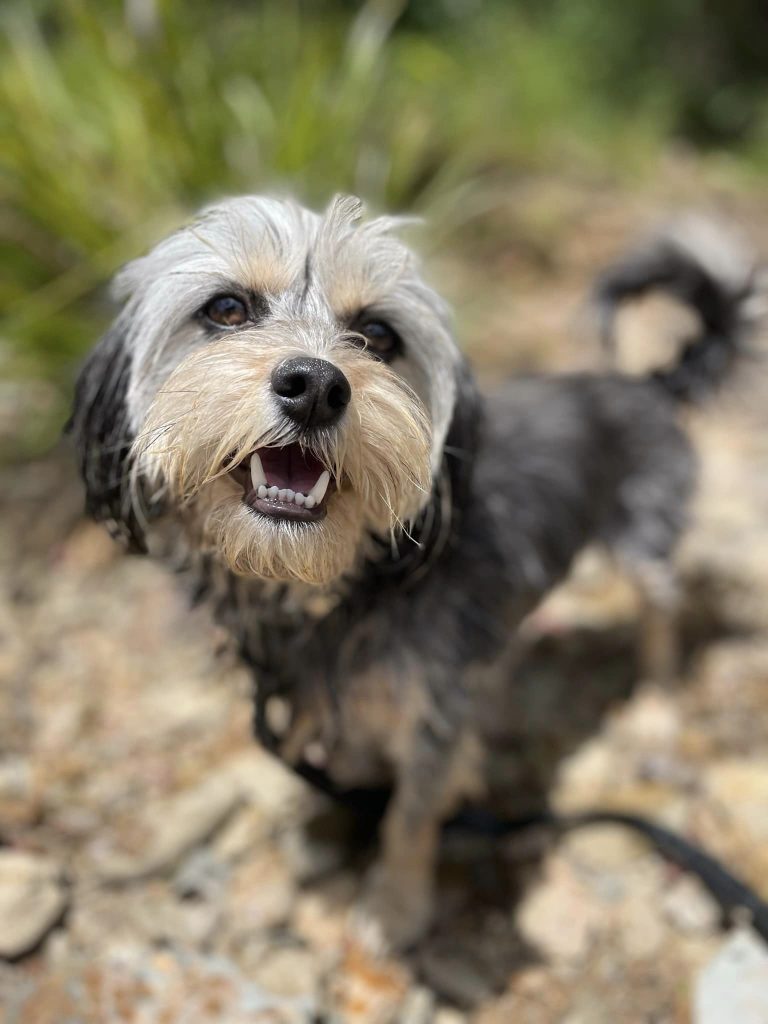 Paradise Pet Parks: doggy daycare