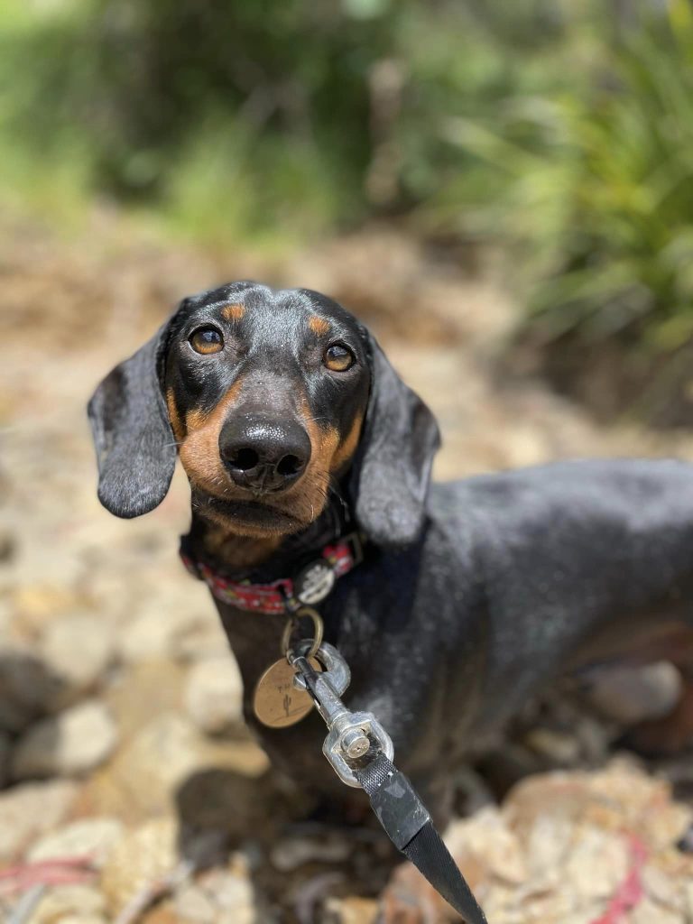 Paradise Pet Parks: doggy daycare in shoalhaven