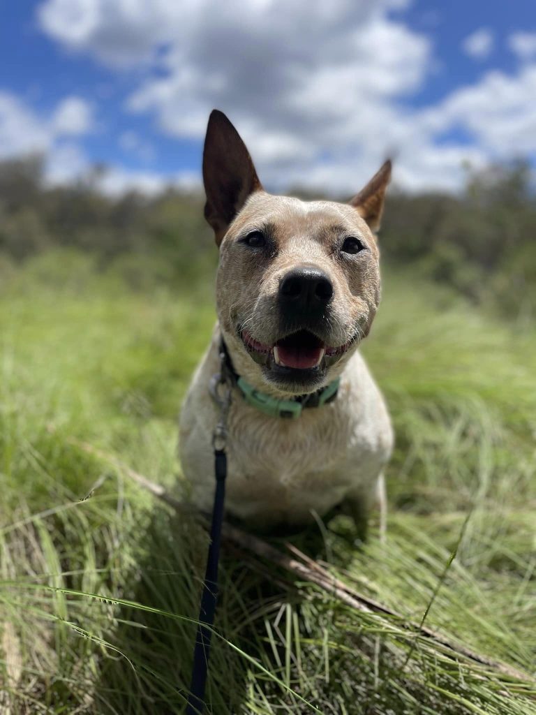 Paradise Pet Parks: adventurous dogs in doggy daycare