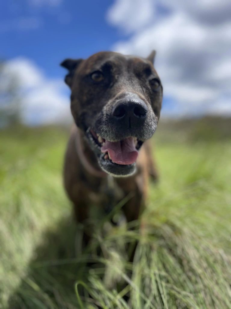 Paradise Pet Parks: shoalhaven doggy daycare excursion