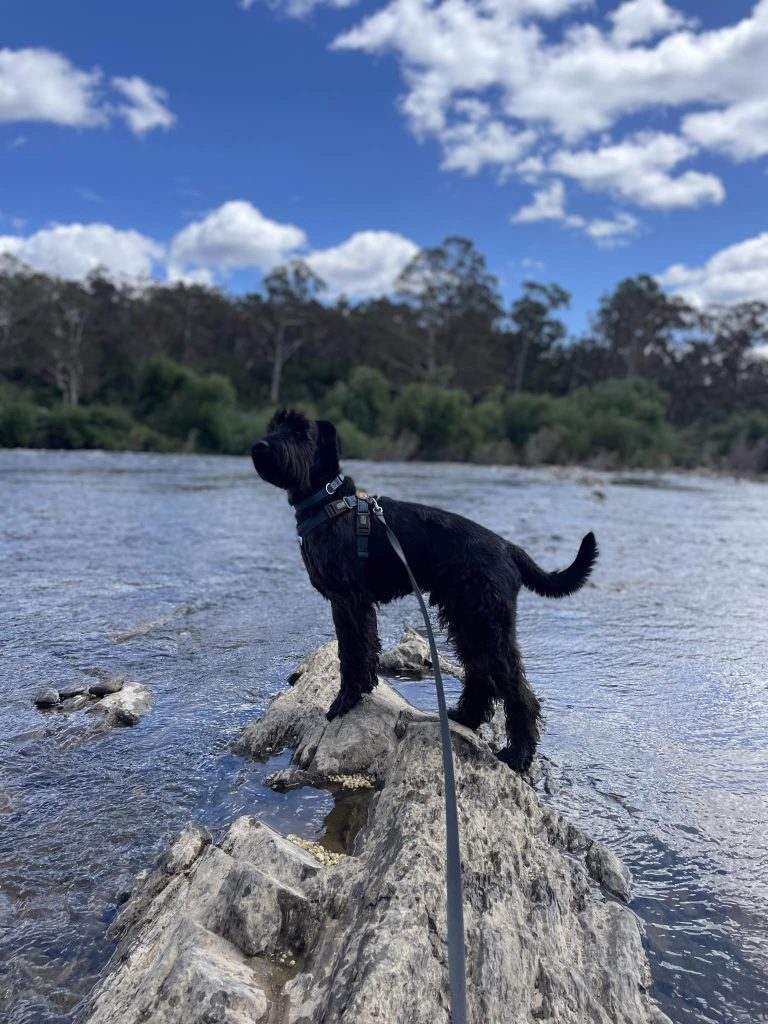 Paradise Pet Parks: dogs having an adventure in shoalhaven