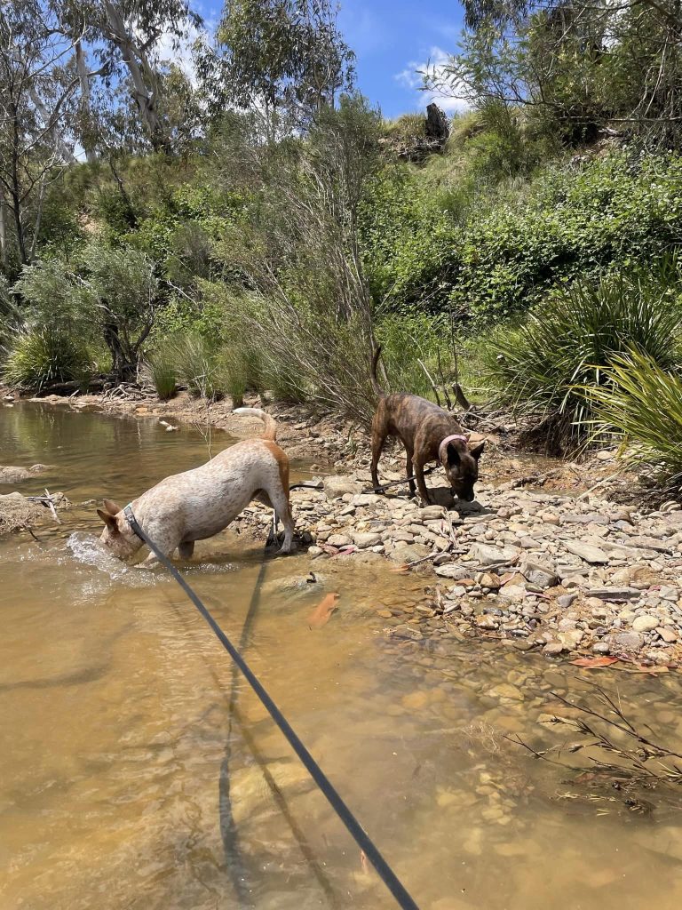 Paradise Pet Parks: adventure bus excursion