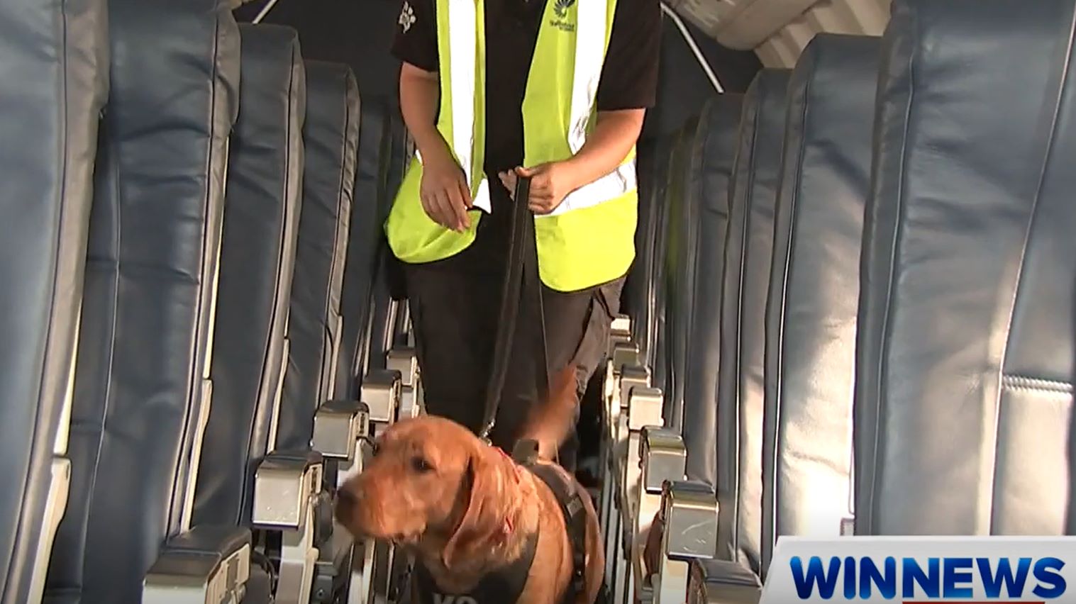 Paradise Pet Parks - dog training border patrol