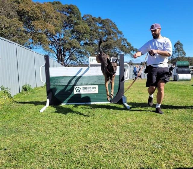 Paradise Pet Parks: Agility day dog with owner jumping over barrier