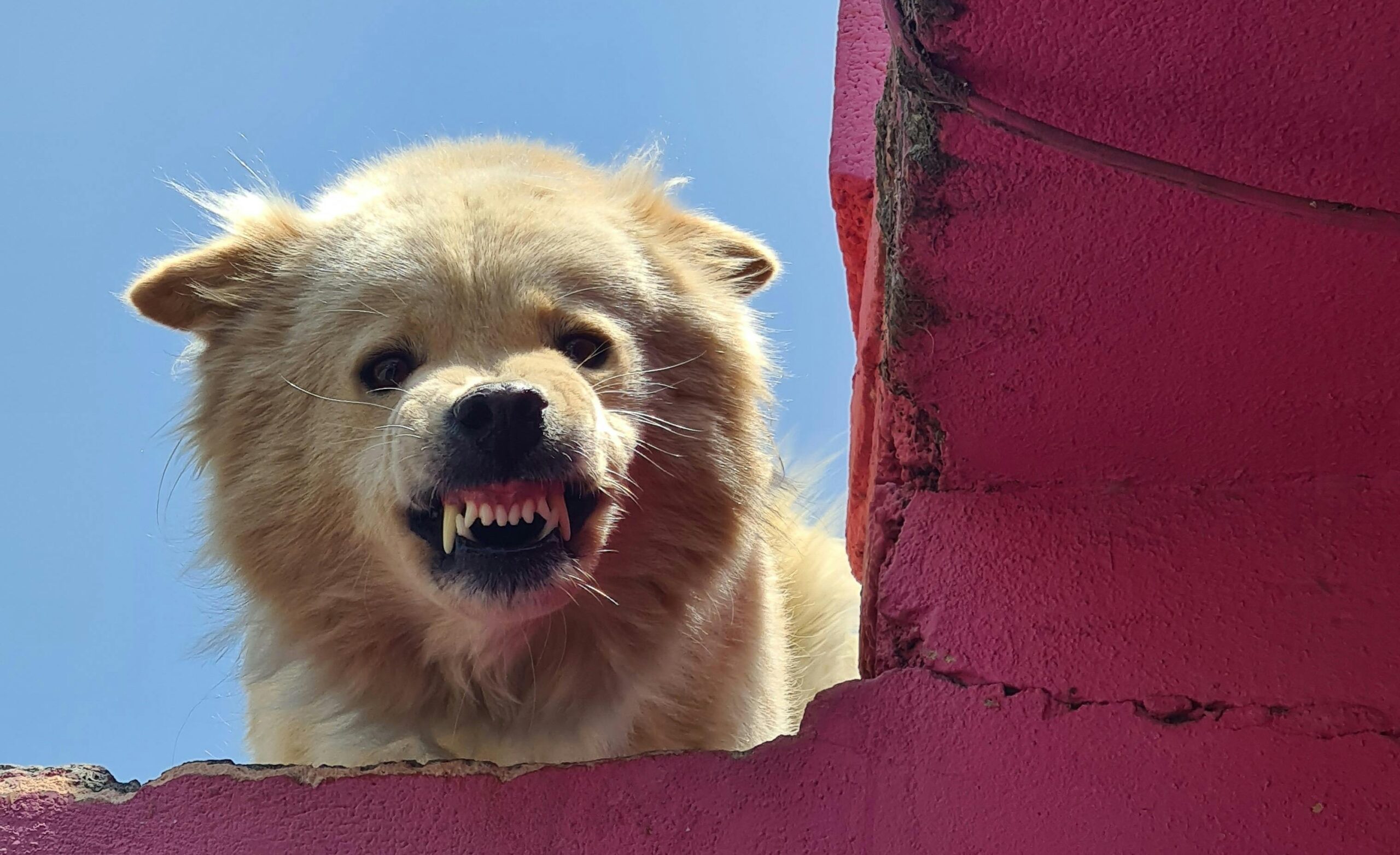 Paradise Pet Parks: Dog being assessed for a nationally-recognised dangerous dog report