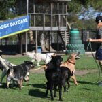 Paradies Pet Parks: a group dog training session with trainer