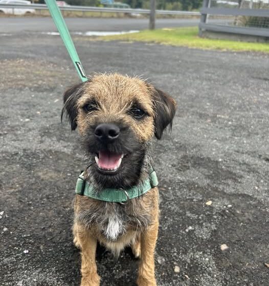 Paradise Pet Parks: puppy Border Terrier dog training