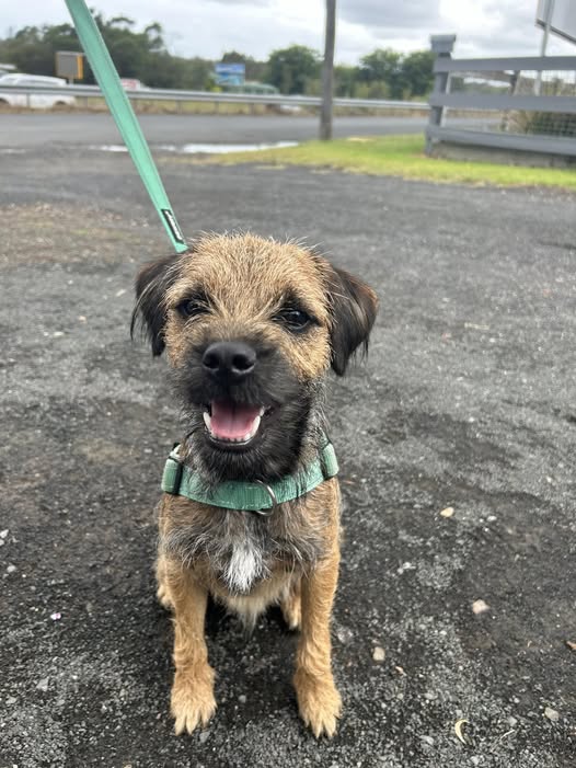 Paradise Pet Parks: puppy Border Terrier dog training