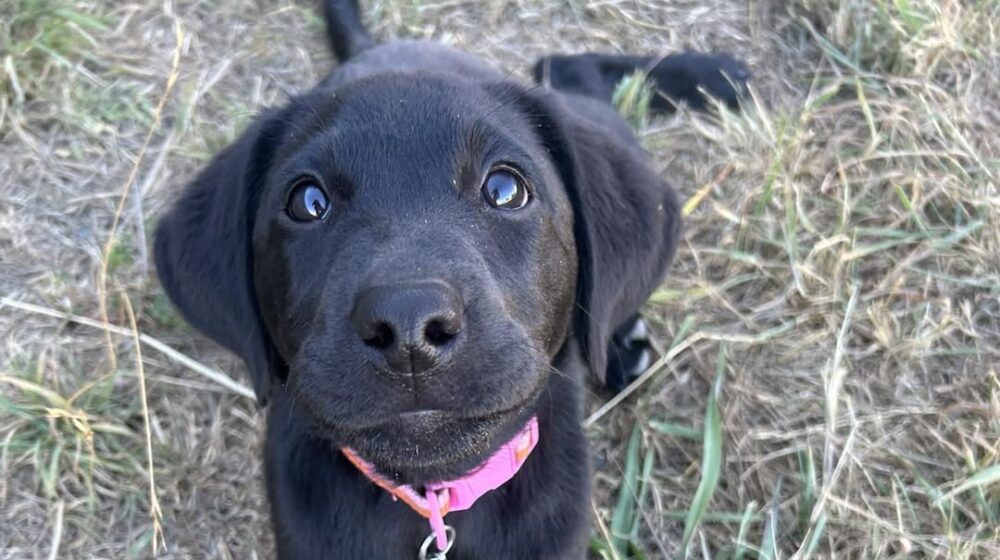 Paradise Pet Parks: puppy during puppy training