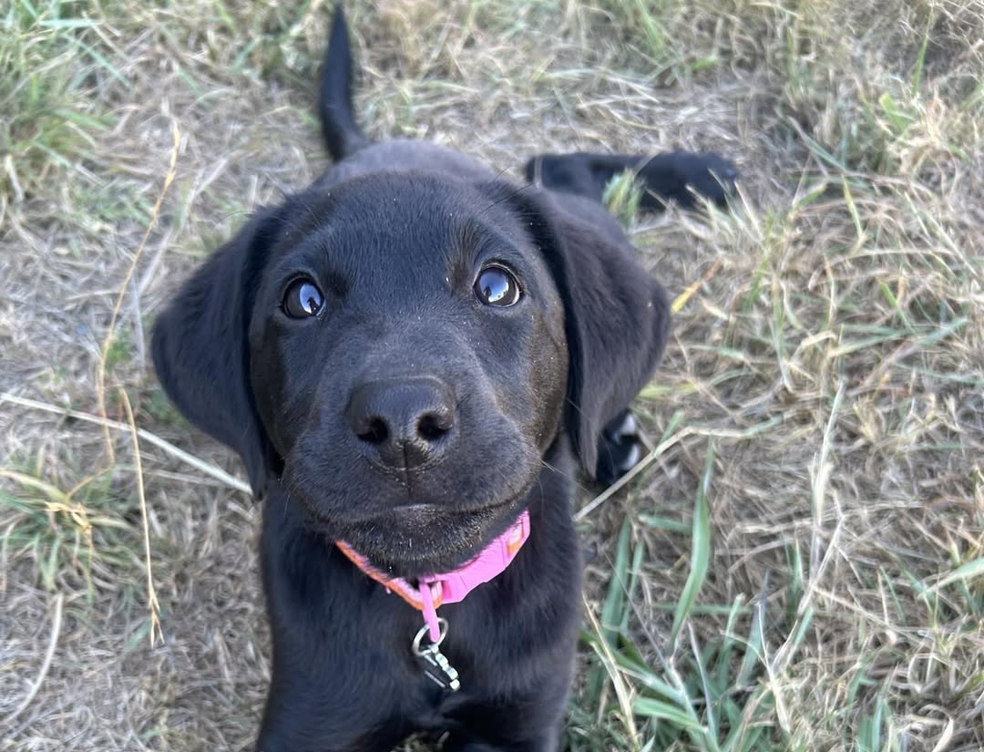 Paradise Pet Parks: puppy during puppy training